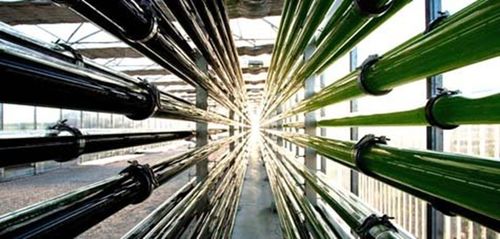 微藻技術(shù)開發(fā) 驅(qū)動(dòng)綠色產(chǎn)業(yè)創(chuàng)新的核心引擎